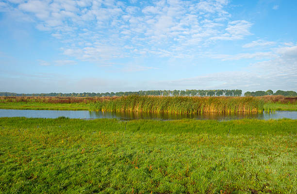 istock Shore of a lake under a blue cloudy sky 490179628