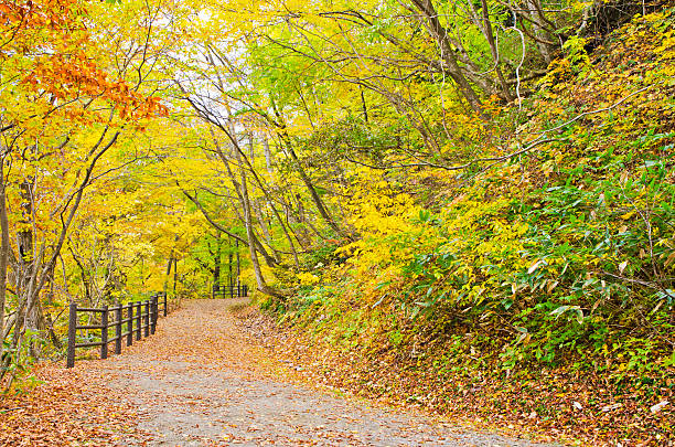 istock Beautiful Autumn Season in Japan. 490179720