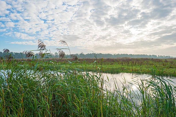 istock Shore of a lake under a blue cloudy sky 490180450