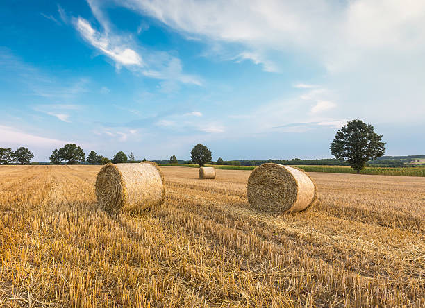 istock Stubble field with straw bales 490180842