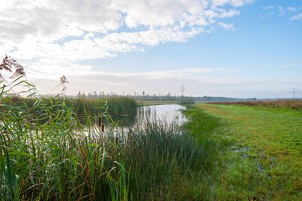 istock Shore of a lake under a blue cloudy sky 490180940