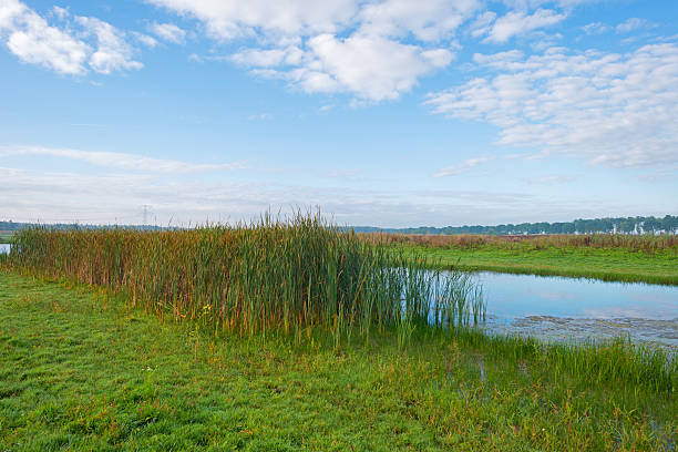 istock Shore of a lake under a blue cloudy sky 490181202