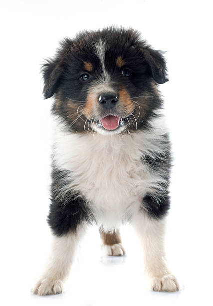 istock puppy australian shepherd 490181390