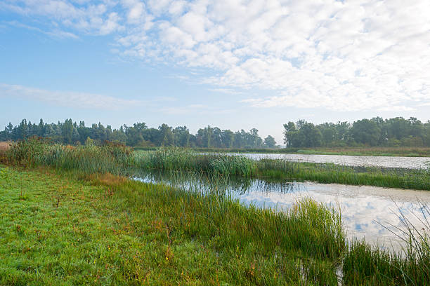 istock Shore of a lake under a blue cloudy sky 490181596
