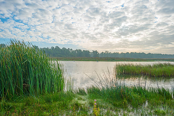 istock Shore of a lake under a blue cloudy sky 490181694
