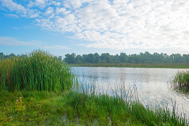 istock Shore of a lake under a blue cloudy sky 490181794