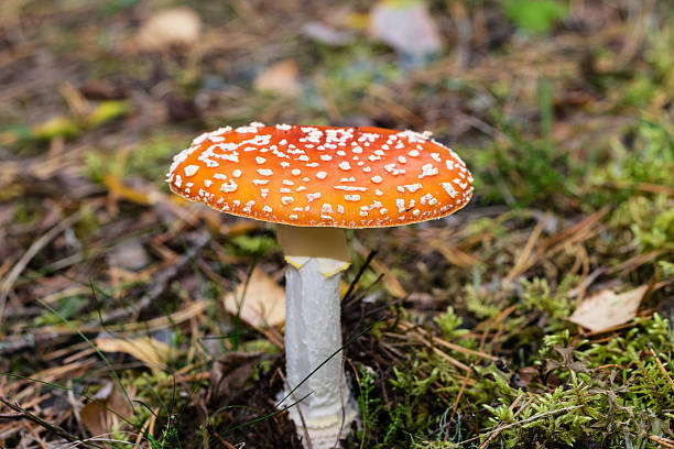 istock Amanita muscaria mushroom 490182646