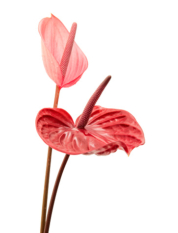 dark red and pink anthurium flowers isolated on white