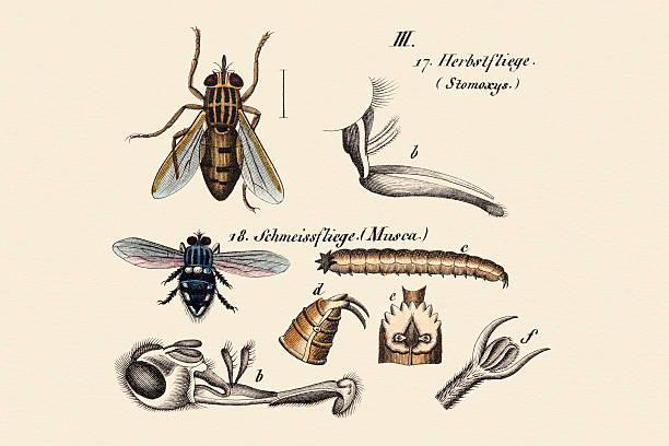 illustrazioni stock, clip art, cartoni animati e icone di tendenza di vola, 19 secolo illustrazione di scienza - engraved image fly antique housefly