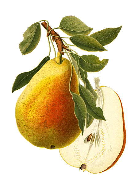 gruszka - pear tree stock illustrations