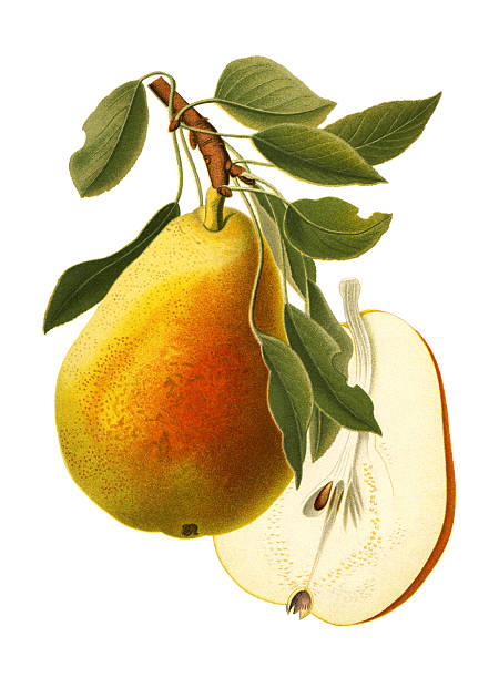 Pear Pear vintage food and drink stock illustrations