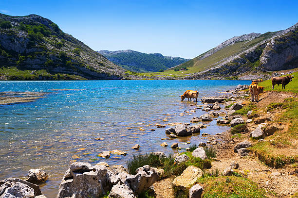 beautiful summer mountains landscape with lake and cows. Lake Enol,  Asturias, Spain