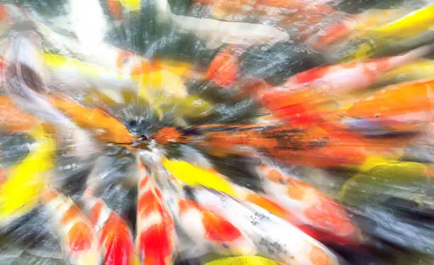 Photo of Motion blured  explosion,Koi fish