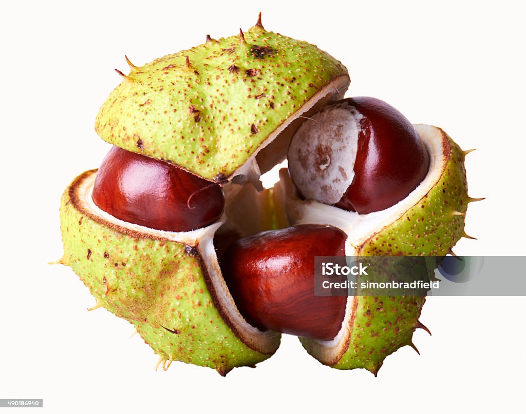 Spiky Concor Shell Three Conker In A Shell Stock Photo - Download Image Now - Horse ...