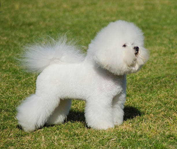istock Bichon Frieze dog 490187014