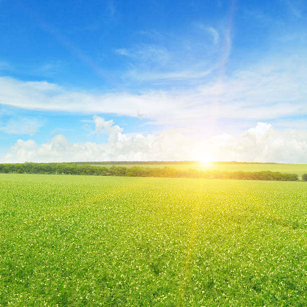 istock field, sunrise and blue sky 490187106