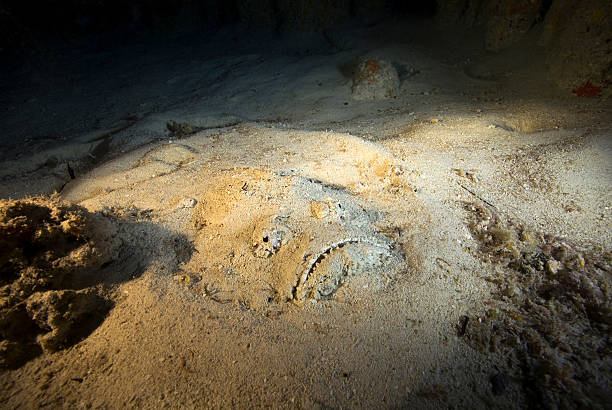 STONEFISH stock photo