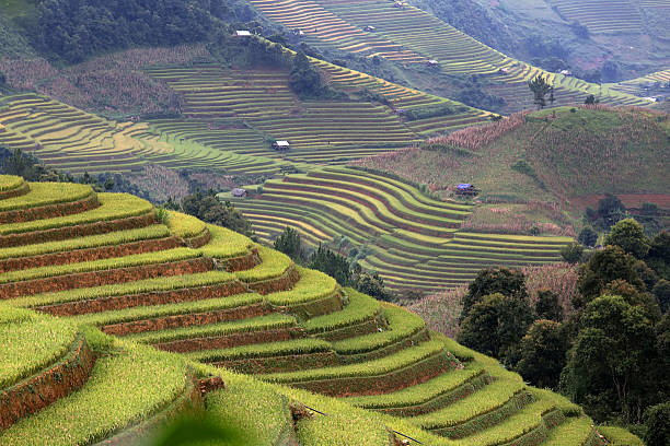 istock Rice Farm in Vietnam 490187360