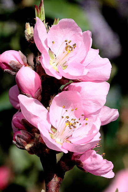 istock Prunus persica var. nucipersica 490187426