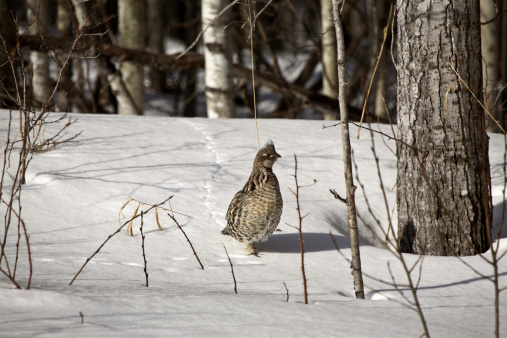 Ruffed Grouse Bonasa umbellus is a medium-sized grouse. It is 43 cm or 17 inches with a wingspan of 56-64 cm or 22-25 inches. Ruffed Grouse have two distinct color phases, grey and red. In the grey phase, adults have a long square brownish tail with barring and a black band near the end. Its head, neck and back are grey-brown; they have a light breast with barring. The ruffs are located on the sides of the neck. The female is smaller with less obvious ruffs and a shorter tail.