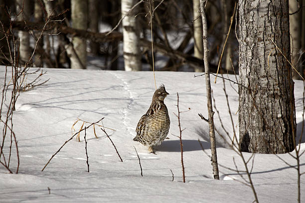 Ruffed Grouse in winter stock photo