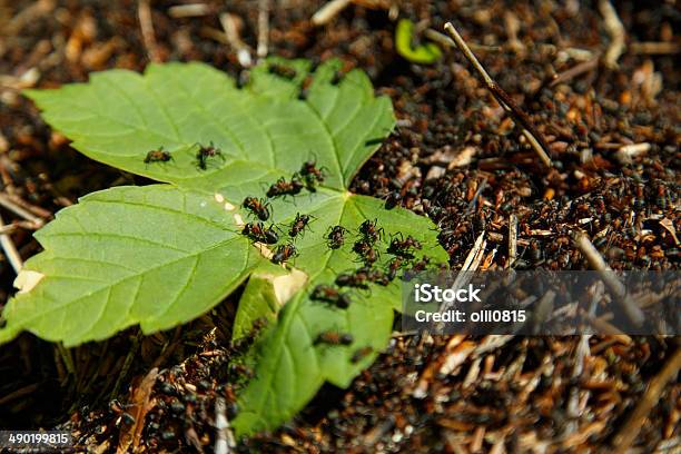 Blatt In Ameisenhügel Stockfoto und mehr Bilder von Aggression - Aggression, Aktivitäten und Sport, Ameise