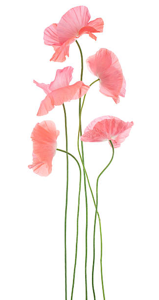 amapola - poppy pink close up cut flowers fotografías e imágenes de stock