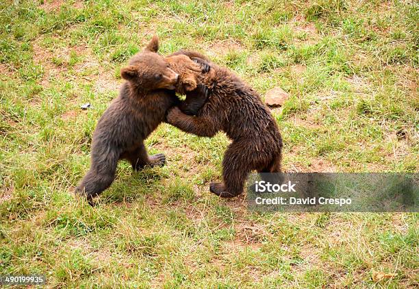 Grizzly Bears Sparring Foto de stock y más banco de imágenes de Aire libre - Aire libre, Alaska - Estado de los EE. UU., Animal