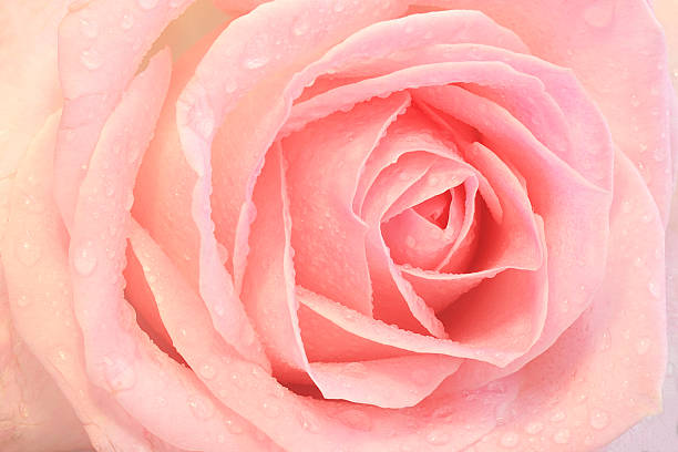 istock Close up of a pink rose 490199957