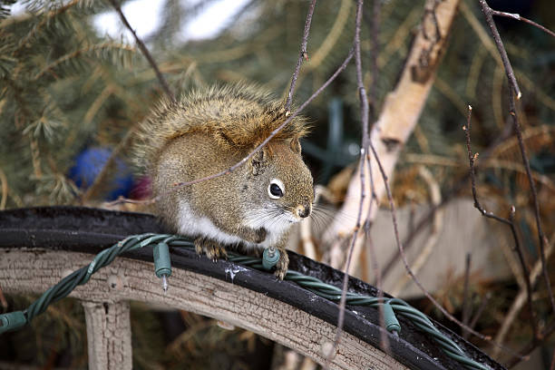 istock Red Squirrel on wooden wheel 490199977