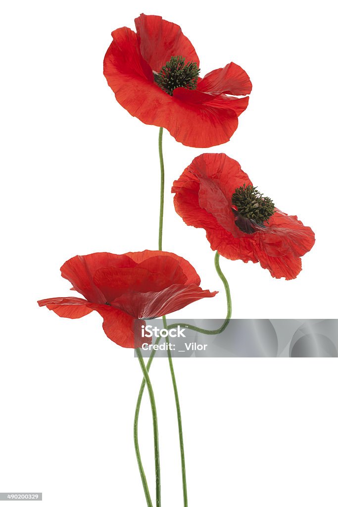 poppy Studio Shot of Red Colored Poppy Flowers Isolated on White Background. Large Depth of Field (DOF). Macro. Symbol of Sleep, Oblivion and Imagination. Poppy - Plant Stock Photo