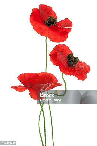 Poppy Stock Photo - Download Image Now - Poppy - Plant, Red, Cut Out