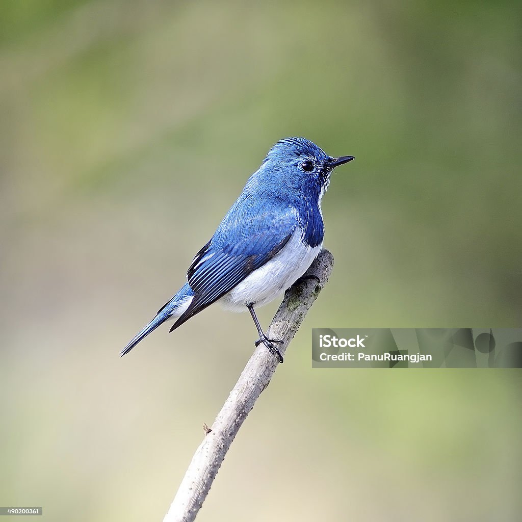 Pigliamosche blu oltremare maschio - Foto stock royalty-free di Ala di animale