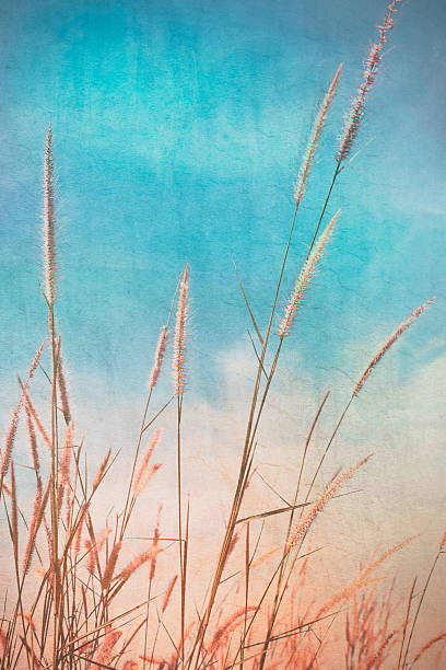 istock Vintage flower of the grass. 490200747