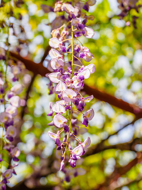 istock Spring flowers series, Wisteria trellis 490200845