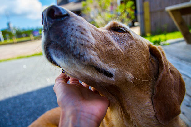 istock stray dog licking palm 490201343
