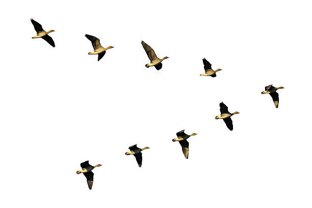 Bean geese in flight Flock of migrating bean geese flying in v-formation. anser fabalis stock pictures, royalty-free photos & images