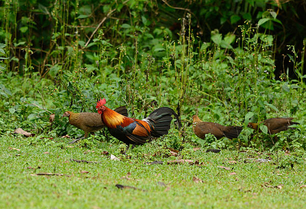 Red junglefowl (Gallus gallus) family of beautiful Red Junglefowl (Gallus gallus) standing on ground male red junglefowl gallus gallus stock pictures, royalty-free photos & images