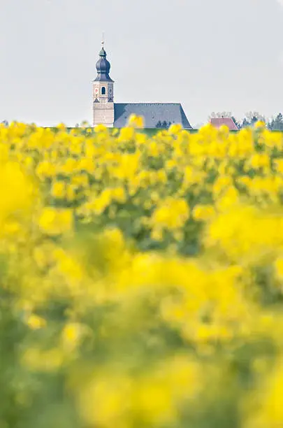 Churchtower peeking out of a shining yellow canola field.