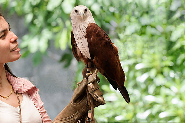istock hawk sitting on falconer's  woman hand 490202465