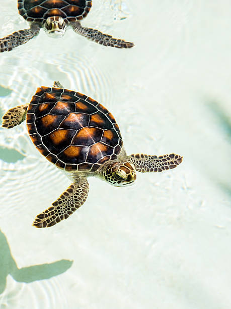carino bambino tartarughe in pericolo d'estinzione - specie in pericolo destinzione foto e immagini stock