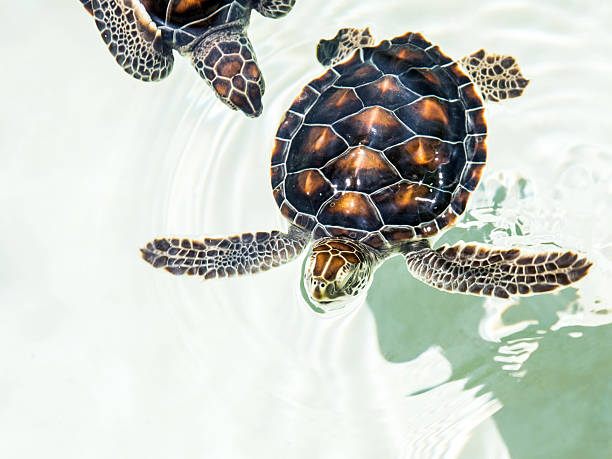 istock Cute endangered baby turtles 490202601