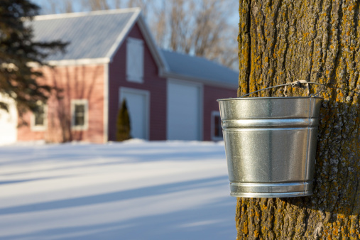 Maple tree being tapped for its sap in the Spring.  Silver bucket and tree are in sharp focus in foreground while red barn is in soft focus in the background due to shallow depth of field.  A rural scene with soft natural light, long shadows, and snow covering the ground.