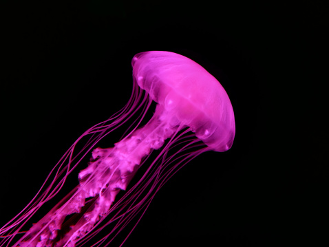 The Pacific sea nettle (Chrysaora fuscescens), or West Coast sea nettle, is a widespread planktonic scyphozoan cnidarianor medusa, jellyfish or jellythat lives in the northeastern Pacific Ocean.