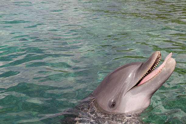 istock Dolphin poking out tongue 490203531