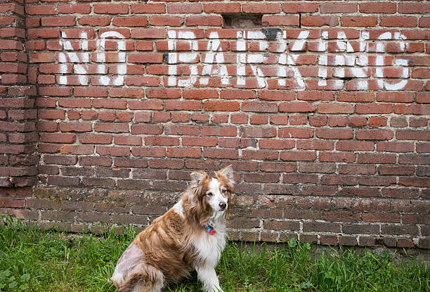 Austrailian Shepard by a no barking sign stock photo