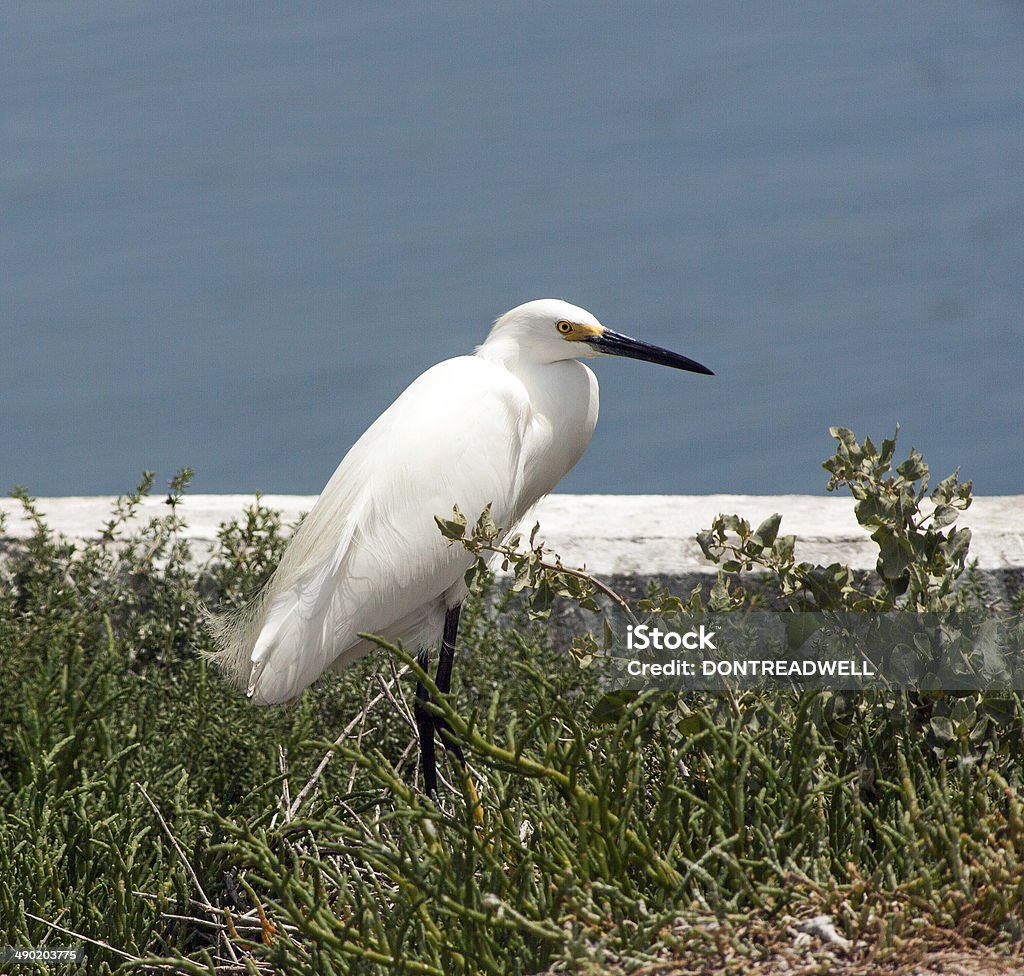 Standing White Egret This white egret is standing in a growth of plants on a sea wall Animal Body Part Stock Photo