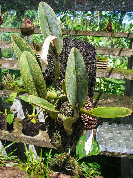 detalhe de extinção, plantas tropicais no programa de investigação honduras - rare flower orchid beautiful - fotografias e filmes do acervo