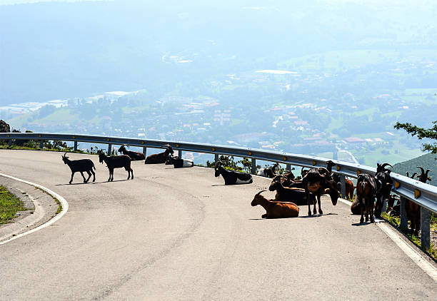 Goats in Deer Park Heights - Queenstown - New Zealand