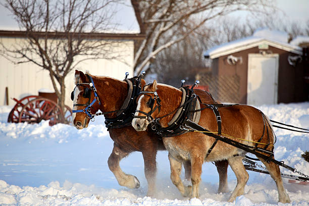 istock Horse drawn sled in winter 490204061